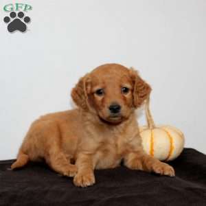 Calista, Mini Goldendoodle Puppy